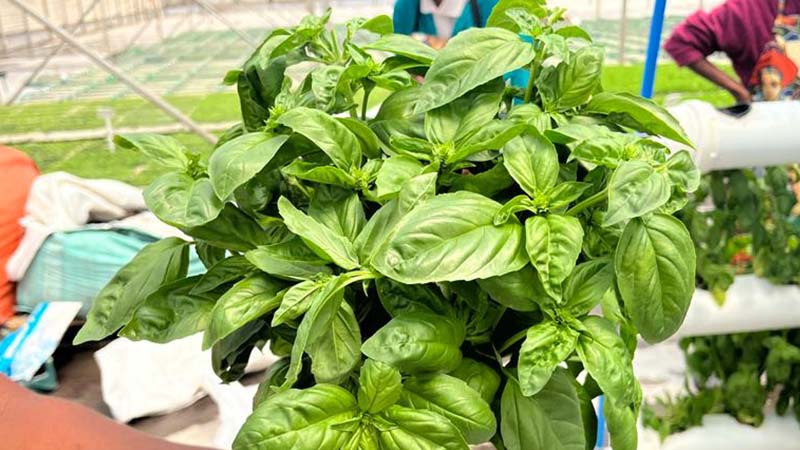 Gallery Image 3 - Leafs(327545394)