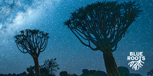 Blue root midpage banner image
